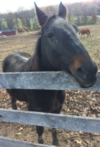 Picture of horse at fence